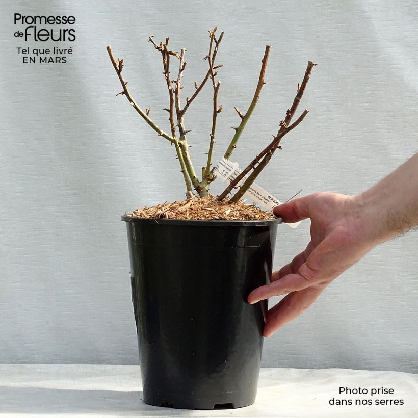 Spécimen de Rosier nain Bordure Camaïeu Pot de 3L/4L tel que livré en hiver
