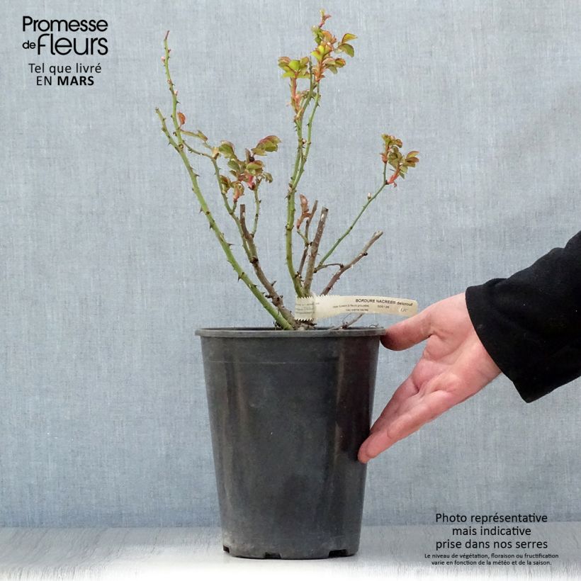 Example of Rosier nain Bordure Nacrée Pot de 4L/5L as you get in printemps