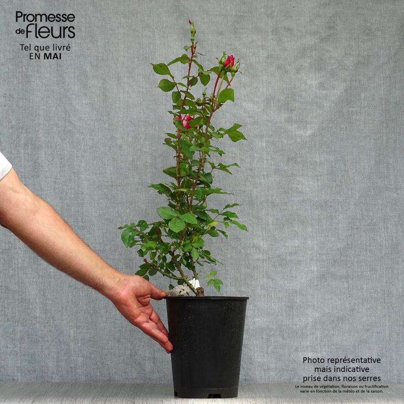 Example of Rosier nain Bordure Vive Pot de 4L/5L as you get in printemps