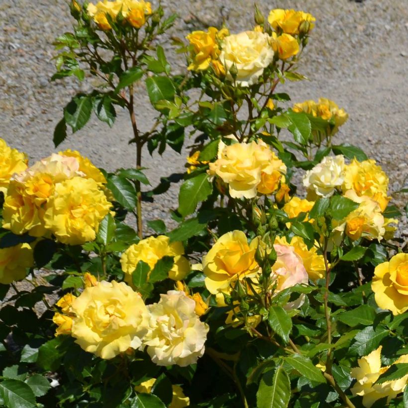 Rosier nain Bordure d'Or (Flowering)