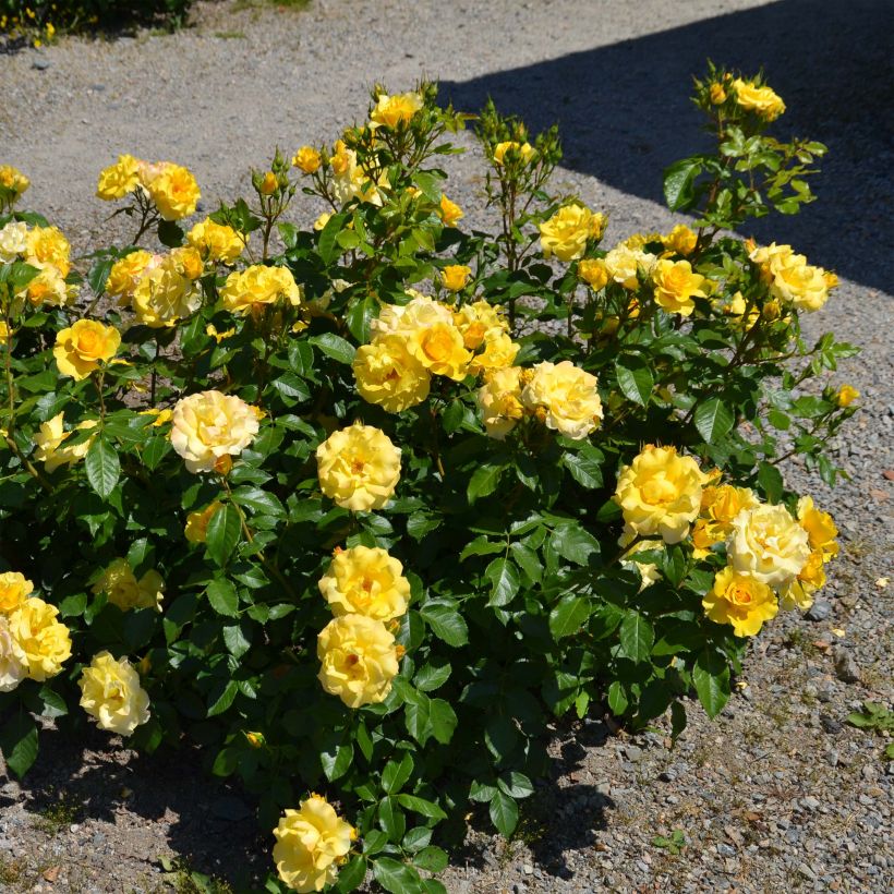 Rosier nain Bordure d'Or (Plant habit)