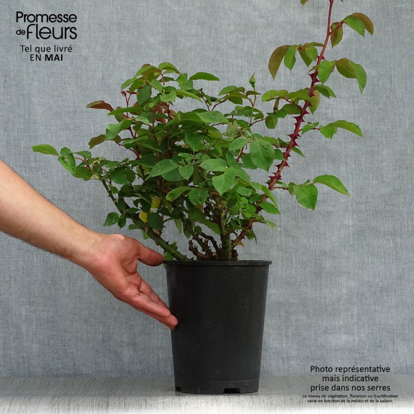 Example of Rosier nain Bordure d'Or Pot de 3L/4L as you get in printemps