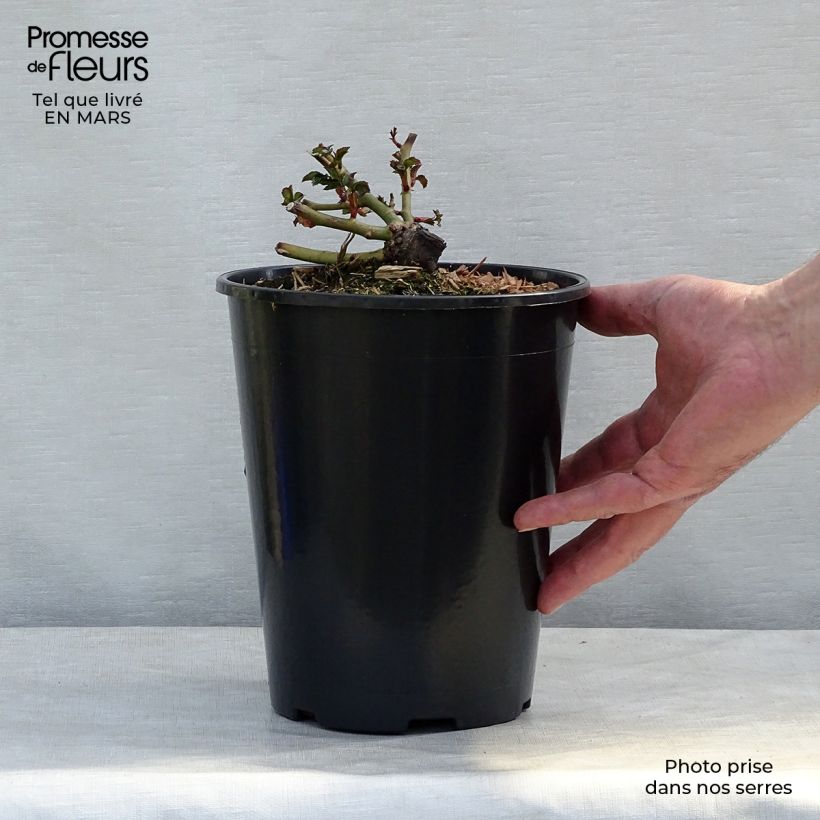 Example of Rosier nain Charmant Pot de 2L/3L as you get in printemps