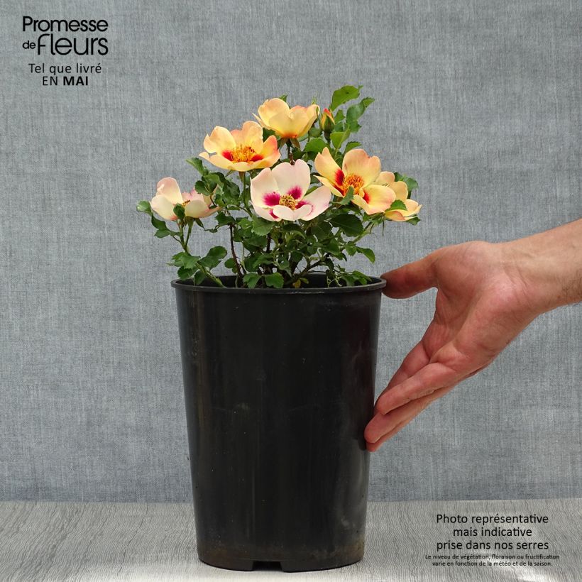 Example of Rosier nain Coral Babylon Eyes Pot de 4L/5L as you get in printemps