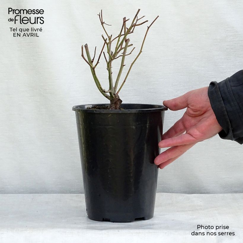 Spécimen de Rosier nain Fête des Mères Pot de 3L/4L tel que livré au printemps