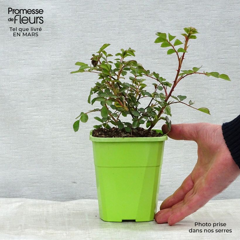 Example of Rosier nain Lilliputs  Flirt 2011 Pot de 1,5L/2L as you get in printemps