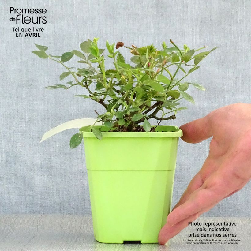 Example of Rosier nain Lilliputs Roxy Pot de 3L/4L as you get in printemps
