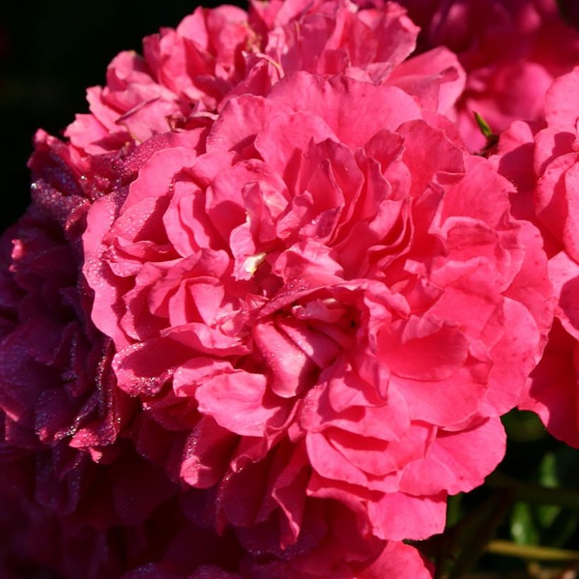 Rosier nain Lilliputs Roxy (Flowering)