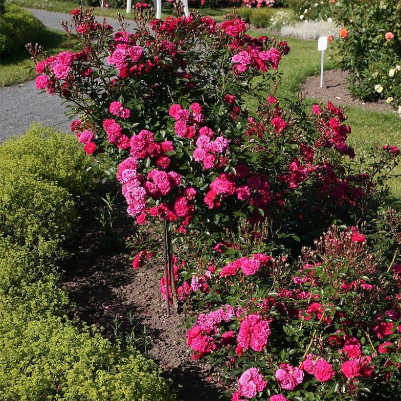 Rosier nain Lilliputs Roxy (Plant habit)