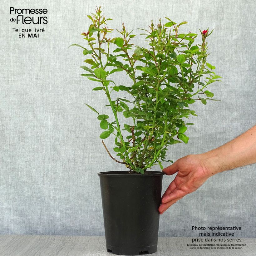 Spécimen de Rosier nain Ruby Ruby Pot de 3L/4L tel que livré au printemps