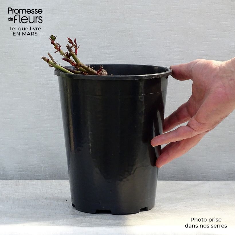 Spécimen de Rosier nain Sunshine Babylon Eyes Pot de 4L/5L tel que livré au printemps