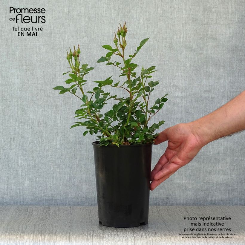 Spécimen de Rosier nain Sweet Dream Pot de 3L/4L tel que livré au printemps