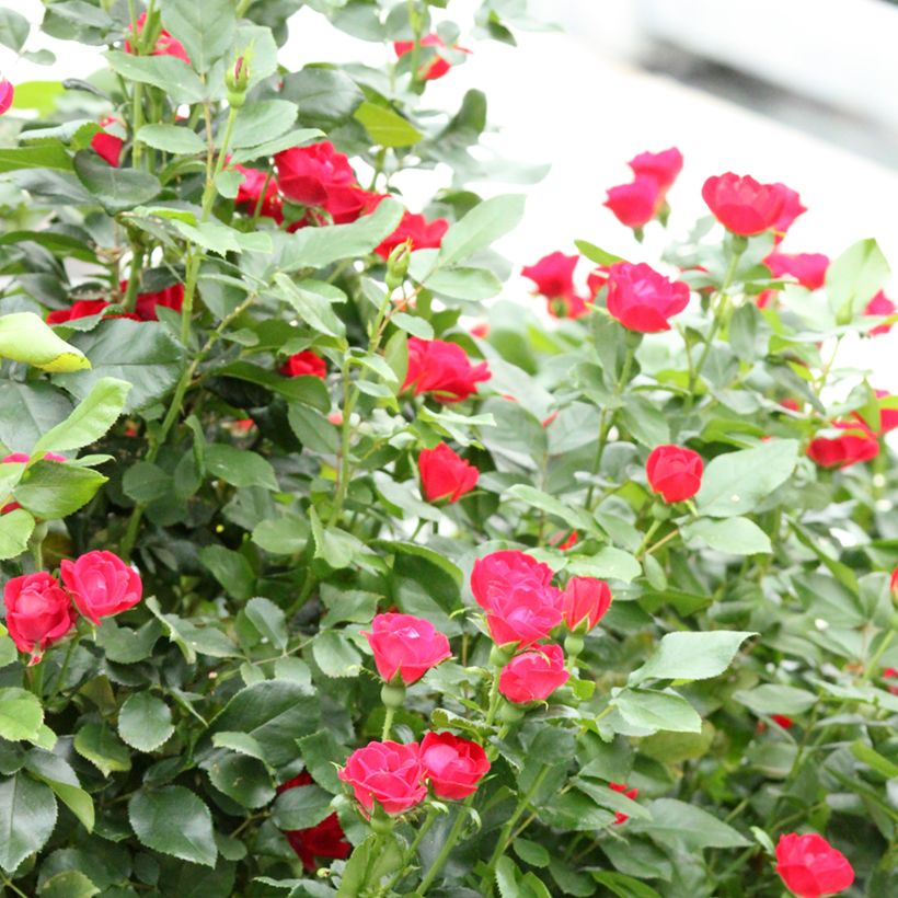 Rosier nain Zepeti  (Plant habit)