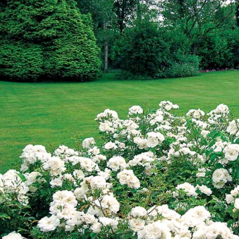 Rosier Décorosiers OPALIA (Port)
