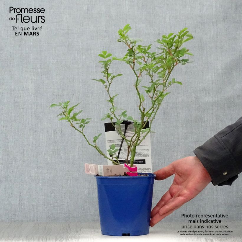 Example of Rosier paysager Rosanatura Bicolore Pot de 2L/3L as you get in printemps