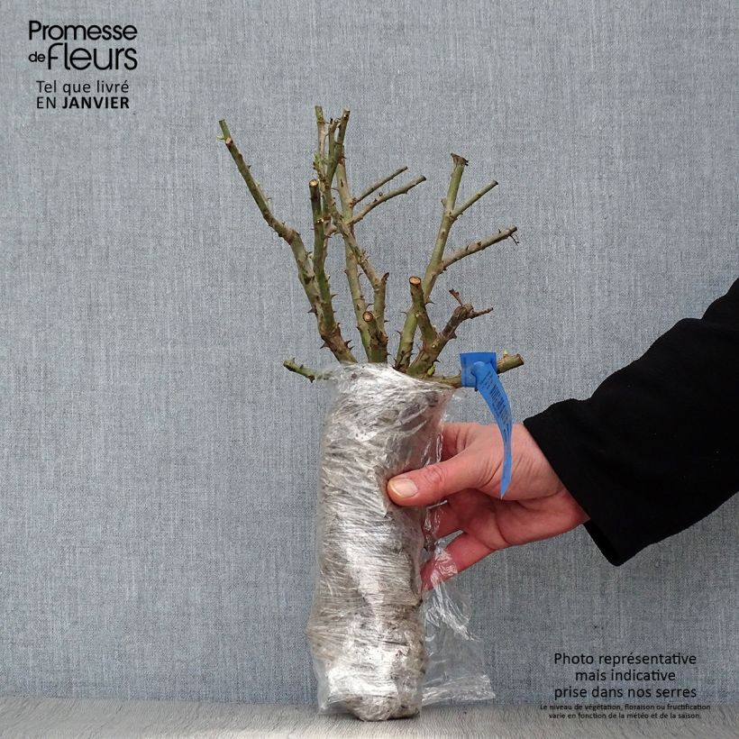 Example of Rosier paysager Rosanatura Rosea Racines nues en motte as you get in hiver