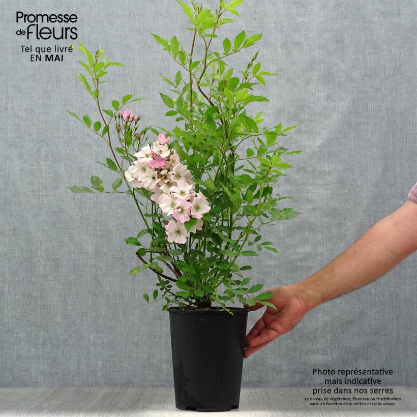 Example of Rosier paysager Rosanatura Rosea Pot de 2L/3L as you get in printemps