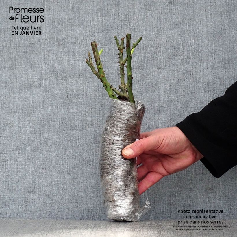 Example of Rosier paysager couvre-sol Les Quatre Saisons Racines nues en motte as you get in hiver