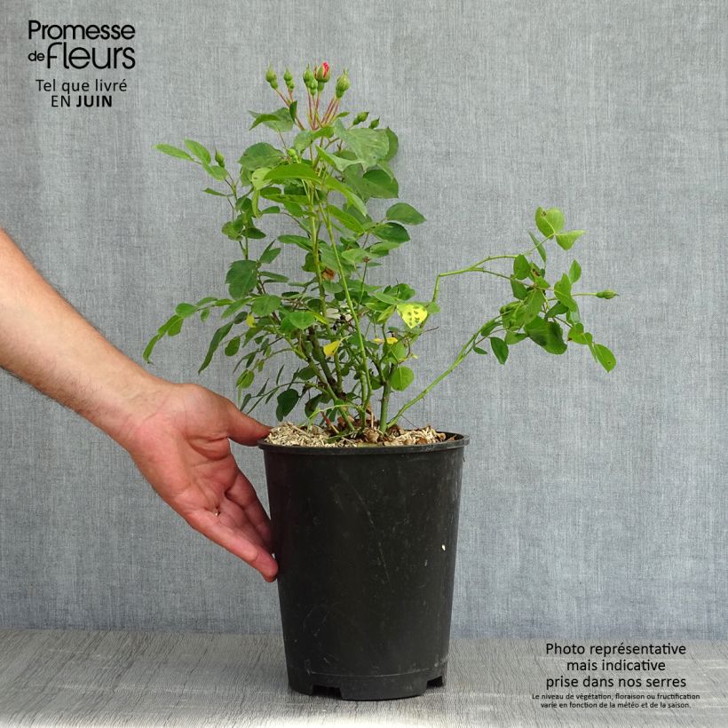 Example of Rosier paysager couvre-sol Les Quatre Saisons Pot de 4L/5L as you get in printemps