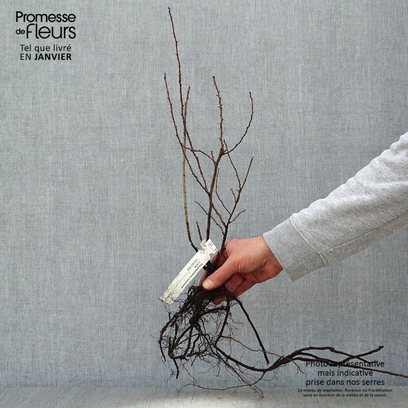 Spécimen de Rosier pimprenelle - Rosa pimpinellifolia Racines nues, Qualité 2 branches tel que livré en hiver