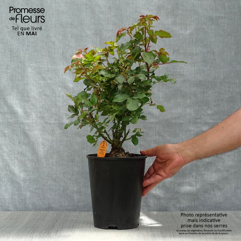 Example of Rosier polyantha Mona Lisa  Pot de 4L/5L as you get in printemps