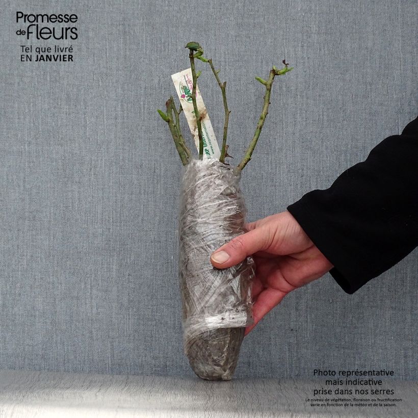 Example of Rosier polyantha Mona Lisa  Racines nues en motte as you get in hiver