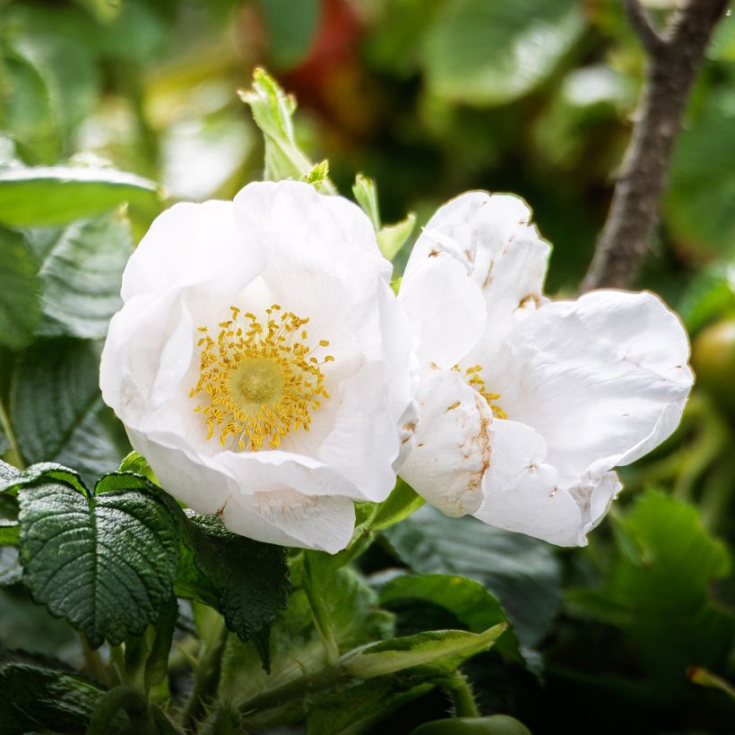 Rosier rugosa Alba (Flowering)
