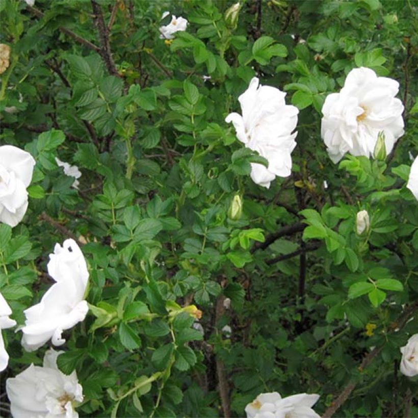 Rosier rugosa Blanc double de Coubert (Foliage)
