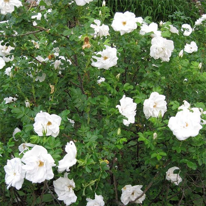 Rosier rugosa Blanc double de Coubert (Plant habit)