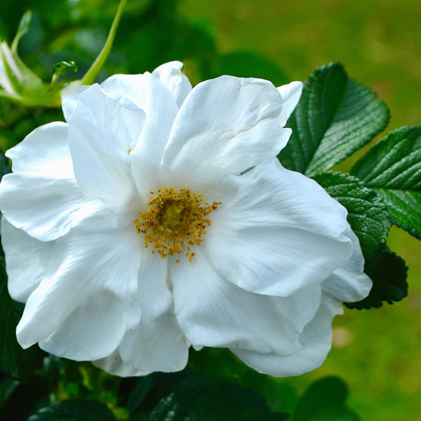 Rosier rugosa Blanc double de Coubert (Flowering)