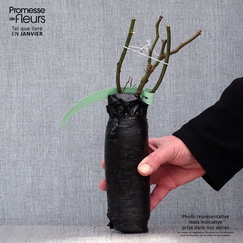 Example of Rosier rugosa Frau Dagmar Hastrup Racines nues en motte, Qualité 2 branches as you get in hiver