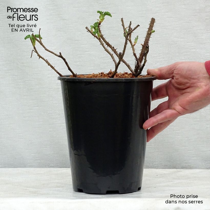 Example of Rosier rugosa Frau Dagmar Hastrup Pot de 2L/3L, Qualité 2 branches as you get in printemps