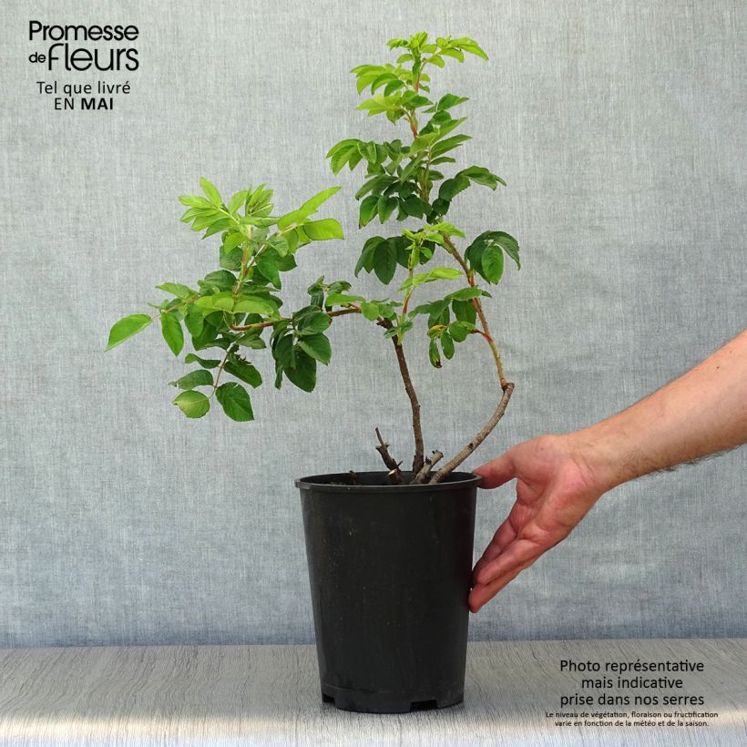 Example of Rosier rugosa Hansa Pot de 4L/5L, Qualité 2 branches as you get in printemps