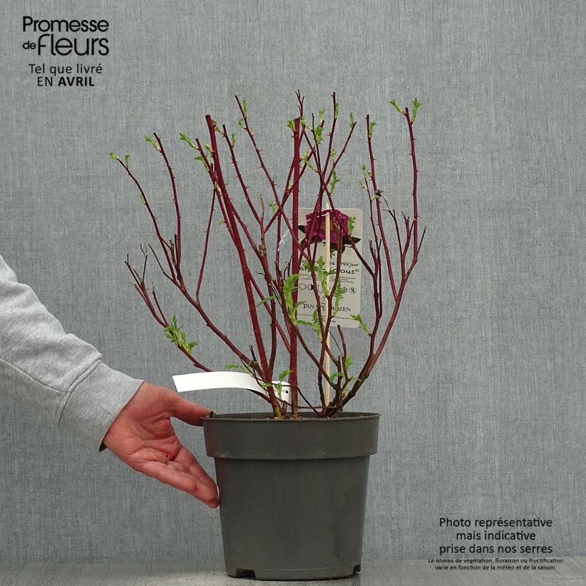 Example of Rosier rugosa Jam-a-licious Pot de 4L/5L as you get in printemps