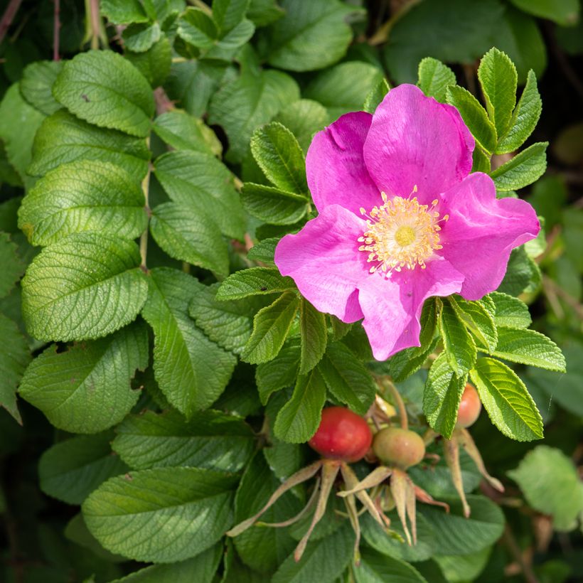 Rosier rugosa Jam-a-licious (Flowering)