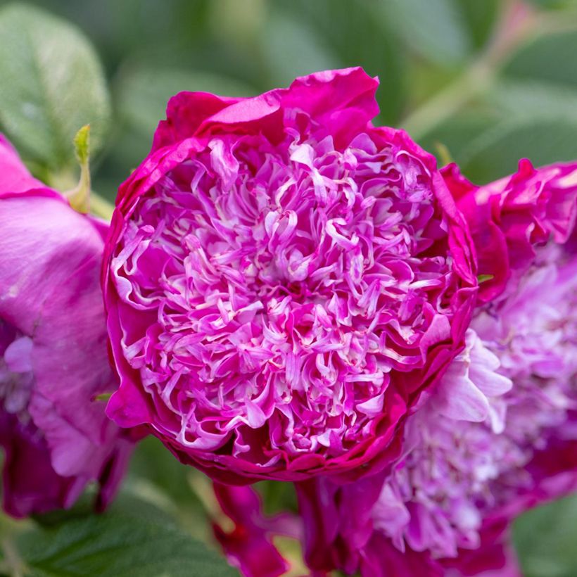Rosier rugosa Pompom Perfume (Flowering)