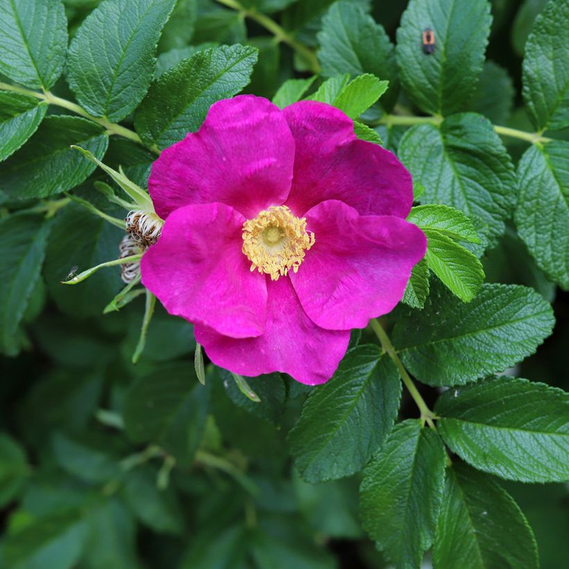 Rosier rugosa Rubra (Flowering)