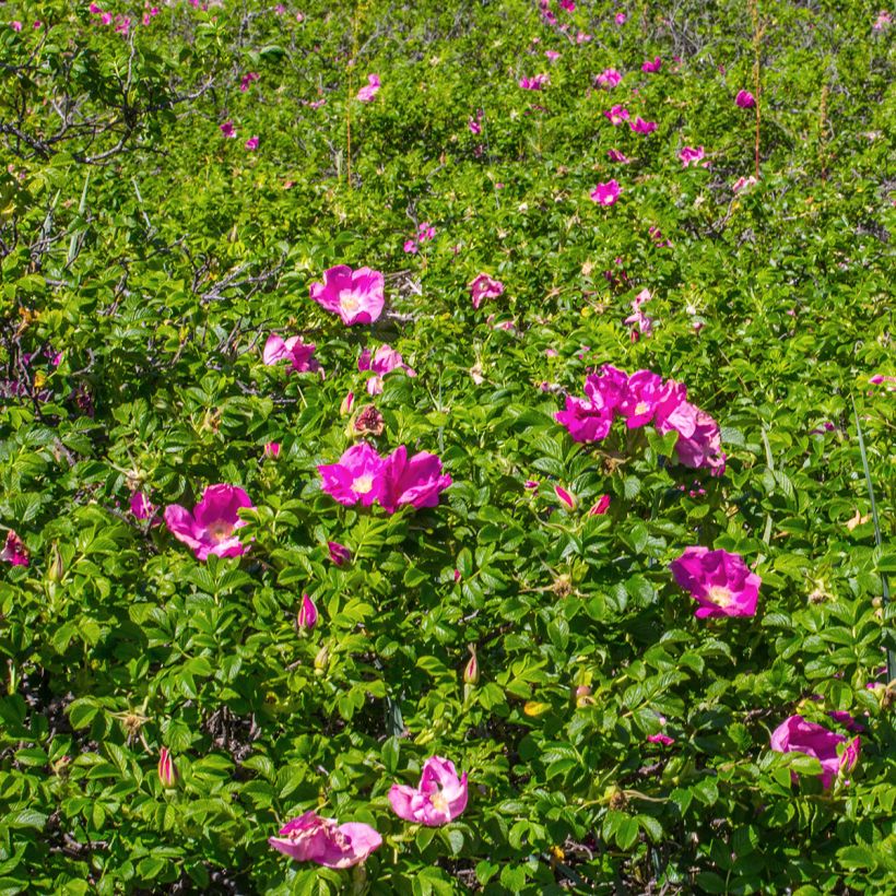 Rosier rugosa Rubra (Plant habit)
