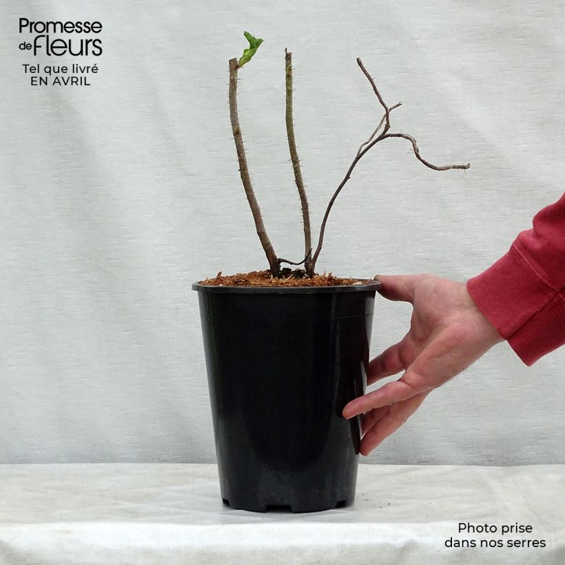 Example of Rosier rugosa Rubra Pot de 2L/3L, Qualité 2 branches as you get in printemps