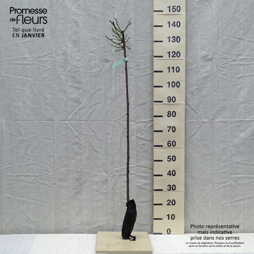 Example of Rosier tige Ballerina  Racines nues en motte, Tige, Tige de 90/120 as you get in hiver