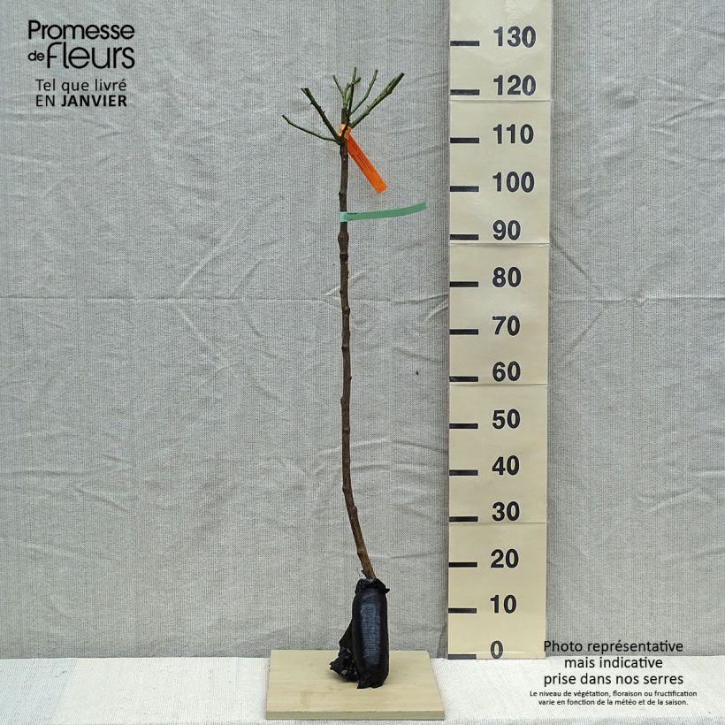 Example of Rosier tige Bonica Racines nues en motte, Tige, Tige de 90/120 as you get in hiver