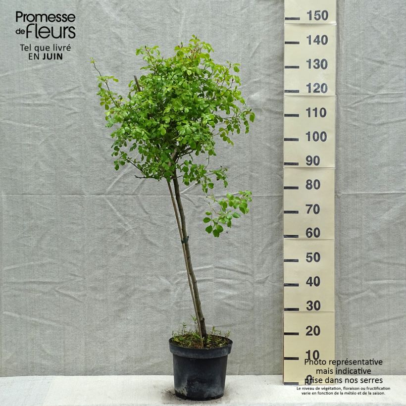 Spécimen de Rosier tige Decorosier Mareva Pot de 7,5L/10L, Tige, Tige de 70/90 tel que livré au printemps