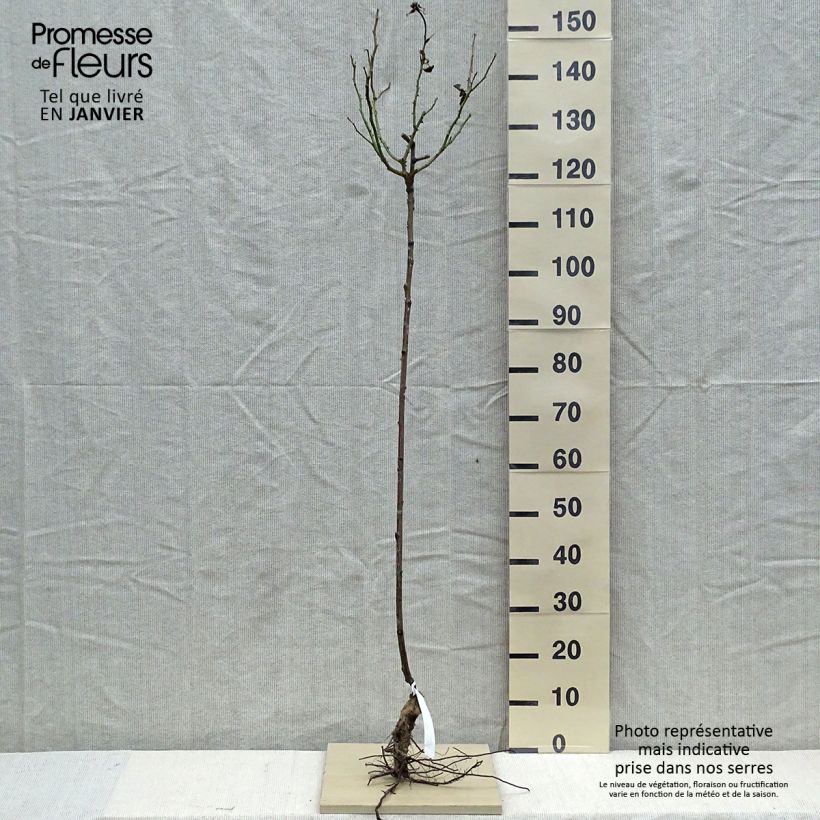 Spécimen de Rosier tige Gérard Depardieu Racines nues, Tige, Tige de 90/120 tel que livré en hiver