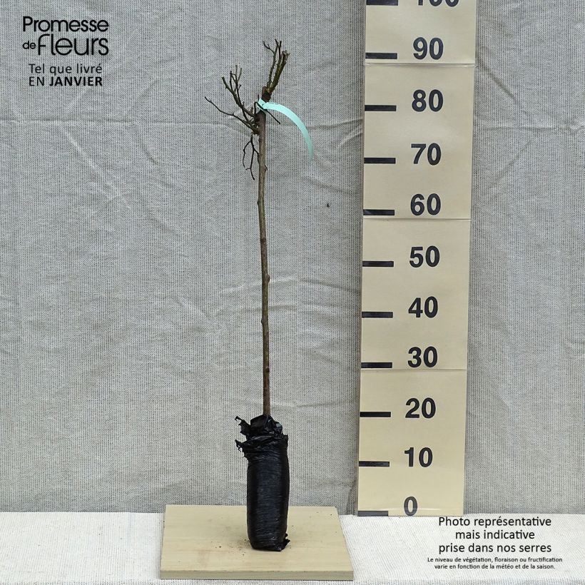 Example of Rosier tige Global Hit Racines nues en motte, Tige, Tige de 50/60 as you get in hiver