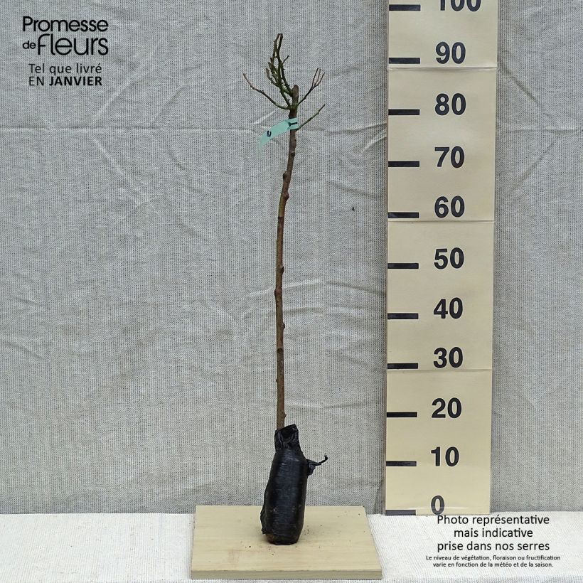 Example of Rosier tige Heidi Klum  Racines nues en motte, Tige, Tige de 50/60 as you get in hiver