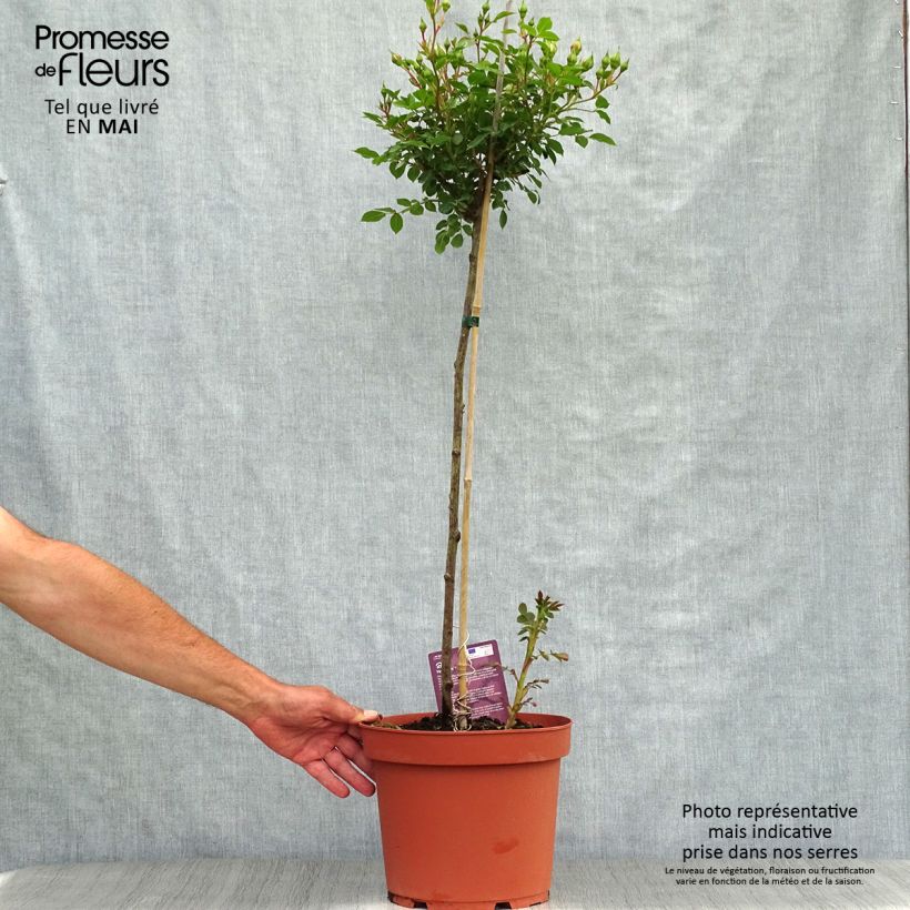 Spécimen de Rosier Tige Honeymilk  Pot de 7,5L/10L, Tige, Tige de 50/60 tel que livré au printemps