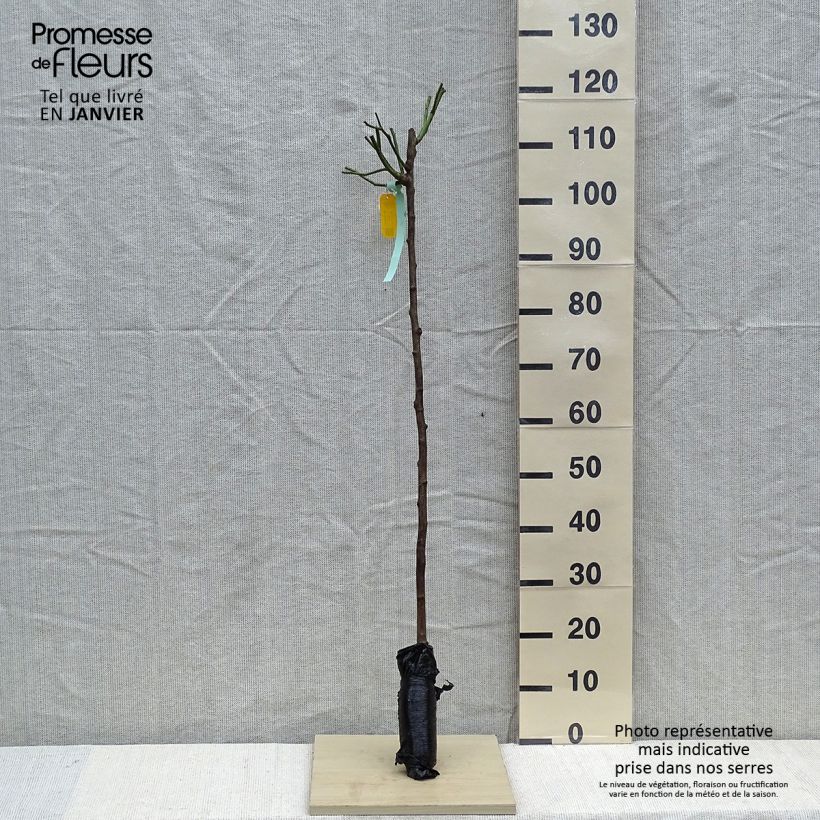 Example of Rosier tige Iceberg (Fée des neiges) Racines nues, Tige, Tige de 90/120 as you get in hiver