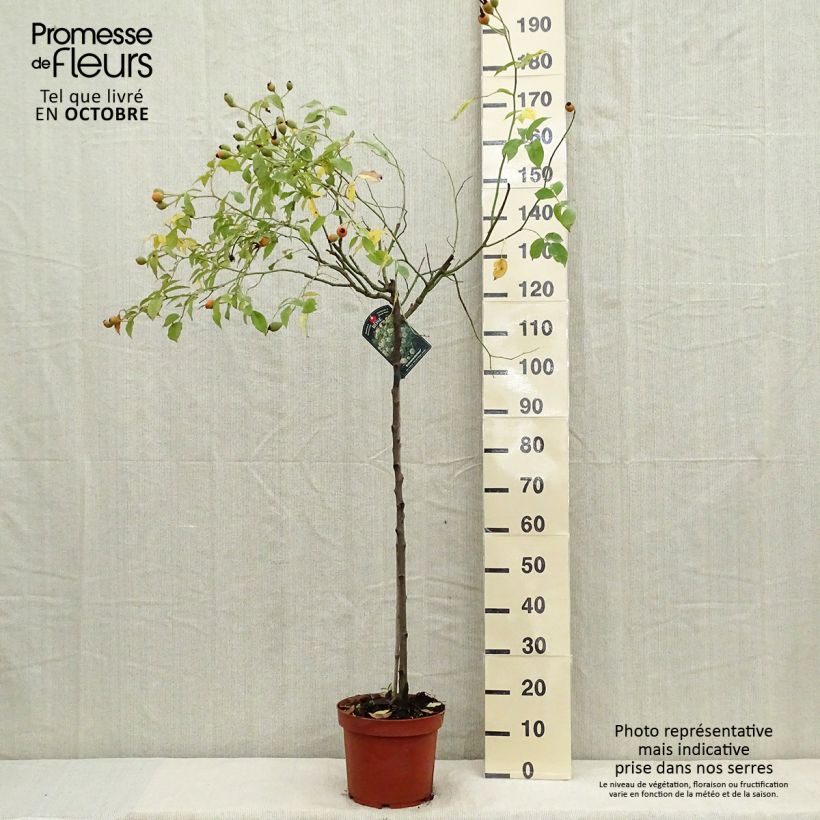 Spécimen de Rosier tige Iceberg (Fée des neiges) Pot de 7,5L/10L, Tige, Tige de 90/120 tel que livré en automne