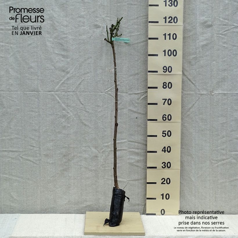 Example of Rosier tige Ingrid Bergman Racines nues en motte, Tige, Tige de 90/120 as you get in hiver