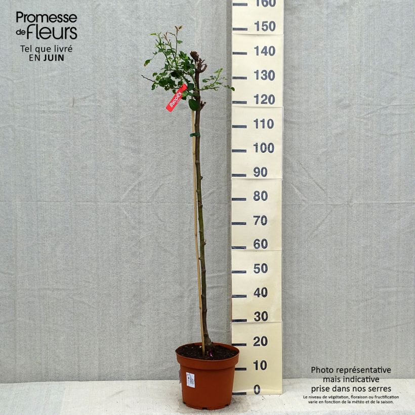 Spécimen de Rosier tige Kadora Decorosier Pot de 7,5L/10L, Tige, Tige de 70/90 tel que livré en été